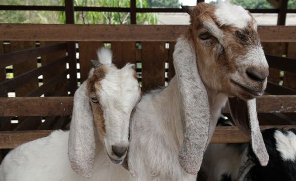 Ternak ayam petelur di Kelumpang Tengah, Kotabaru