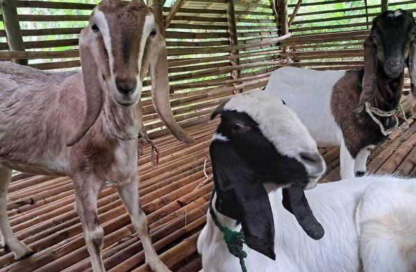 Daging kambing di Jangkar, Situbondo