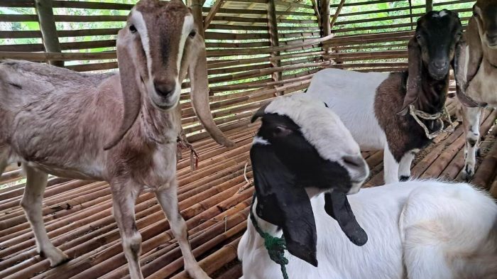 Daging kambing di Jangkar, Situbondo