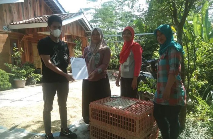 Ayam ternak di Wonosari, Gunungkidul