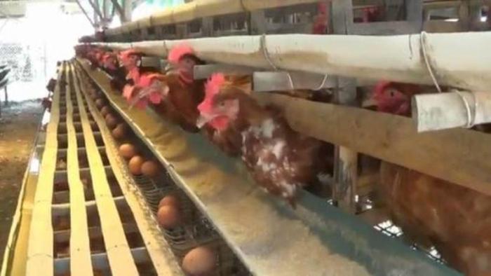 Harga Telur Rp15.000, Peternak Ayam di Kendal Terancam Gulung Tikar Harga Telur Rp15.000, Peternak Ayam di Kendal Terancam Gulung Tikar