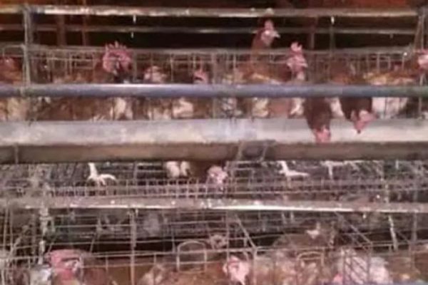 Ayam merah petelur di Muara Papalik, Kabupaten Tanjung Jabung Barat