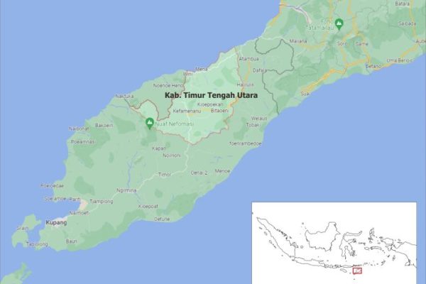 Daun penggemuk ayam di Biboki Selatan, Timor Tengah Utara