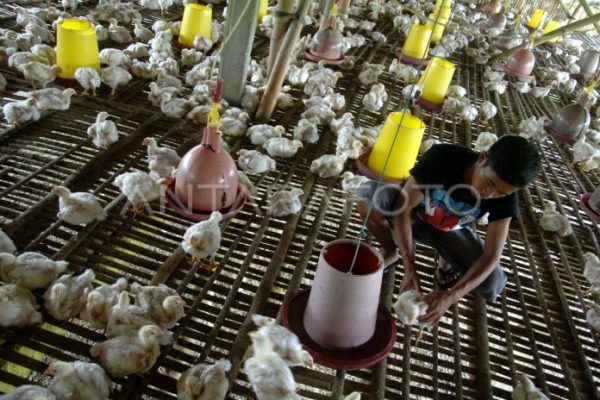 TINGKAT KEMATIAN AYAM | ANTARA Foto