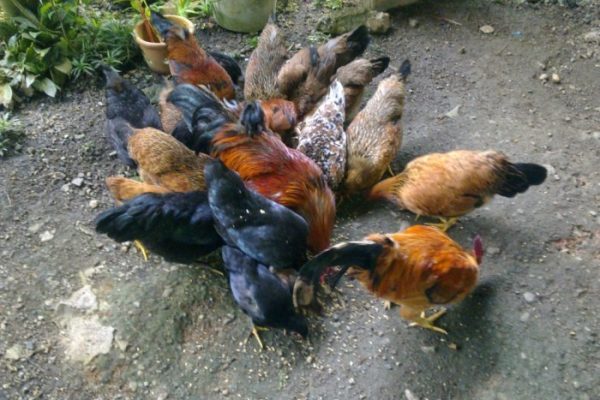 Ternak ayam kampung di Pelaihari, Tanah Laut