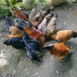 Ternak ayam kampung di Anjir Muara, Barito Kuala