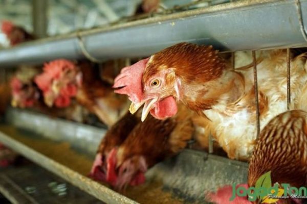 ternak ayam petelur sukses