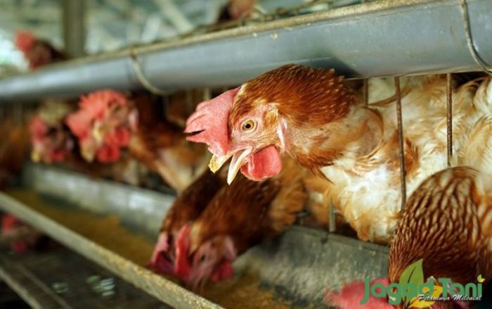 ANALISA TERNAK AYAM PETElUR 100 EKOR UNTUK PEMULA