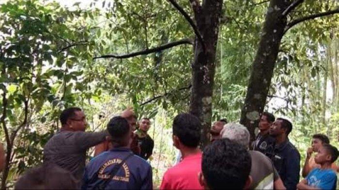 Daun penggemuk ayam di Poco Ranaka, Manggarai Timur