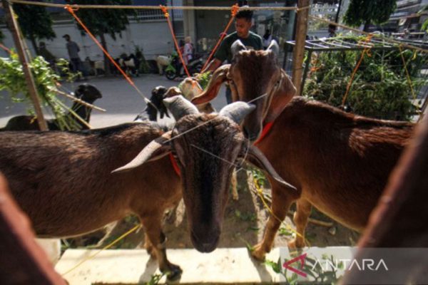 Daging kambing di Mandrehe Barat, Nias Barat