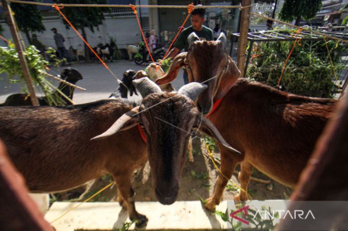 Daging kambing di Terusan Nunyai, Lampung Tengah