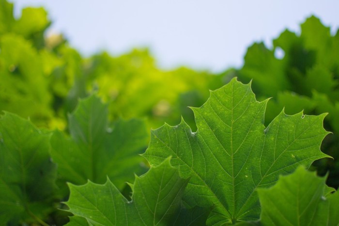 Pohon Daun-Daun Daun - Foto gratis di Pixabay - Pixabay Daun penggemuk ayam di Serambakon, Kab. Pegunungan Bintang