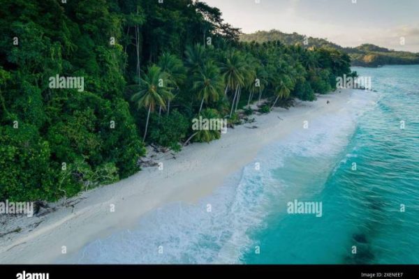 Daun penggemuk ayam di Banggai Selatan, Banggai Laut