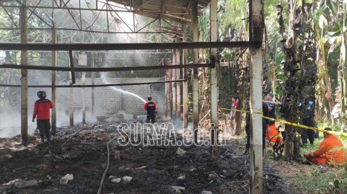 Ayam Ternak di Udanawu, Blitar