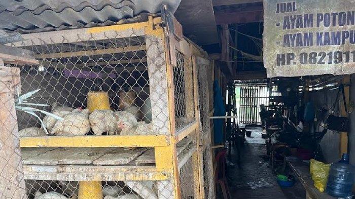 Daun penggemuk ayam di Kolaka, Kolaka