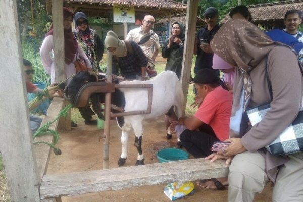 Susu kambing di Gedeg, Mojokerto