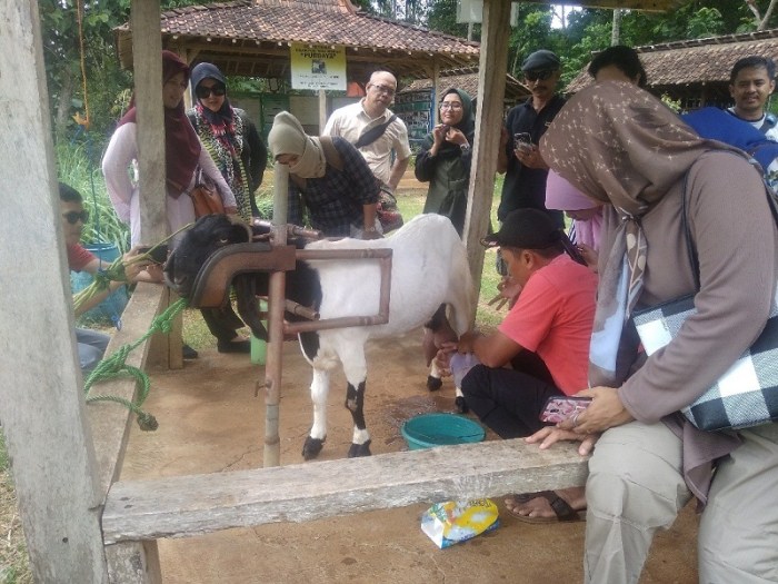 Susu kambing di Gedeg, Mojokerto