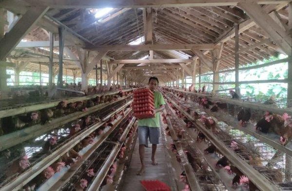 Penerapan Teknologi Pengendalian Lingkungan pada Kandang Ayam dalam ...