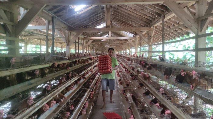 Penerapan Teknologi Pengendalian Lingkungan pada Kandang Ayam dalam ... Penerapan Teknologi Pengendalian Lingkungan pada Kandang Ayam dalam ...