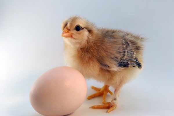Ayam arab petelur di Sematang Borang, Kota Palembang