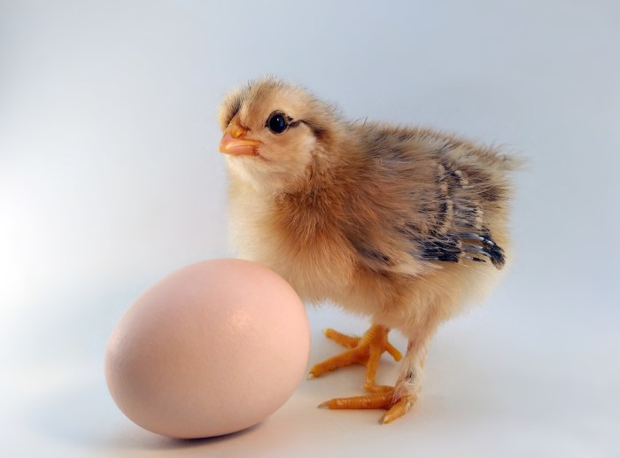 Ayam ternak di Suranenggala, Cirebon