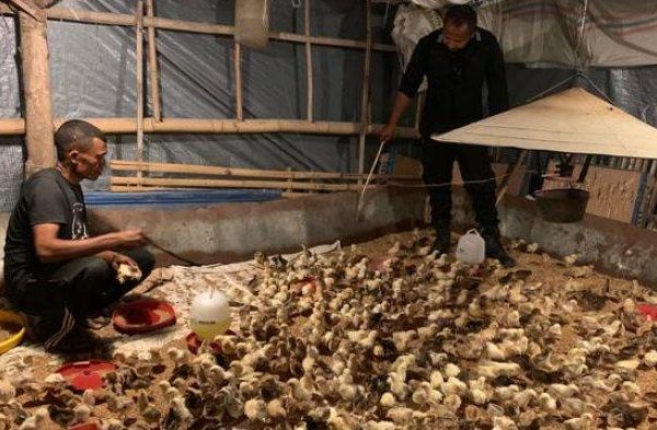 Budidaya ayam di Lambu Kibang, Tulang Bawang Barat