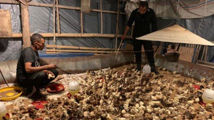 WBP Lapas Atambua Kembali Budidaya 3.000 Ekor Bibit Ayam KUB - Pos ... Budidaya ayam di Lambu Kibang, Tulang Bawang Barat