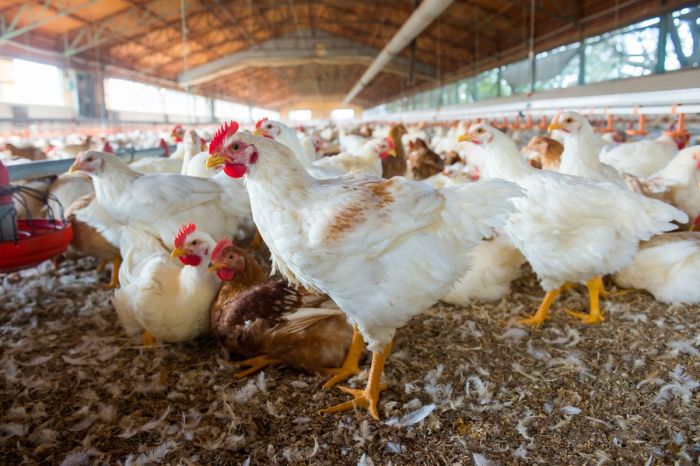 Ayam ternak di Payung Sekaki, Kabupaten Solok