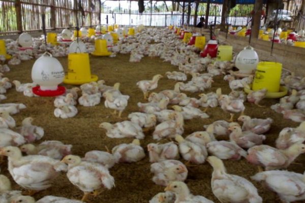 Ayam ternak di Sangir Batang Hari, Kabupaten Solok Selatan