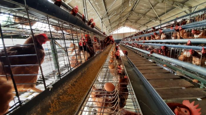 Ternak ayam petelur di Pringsewu, Pringsewu