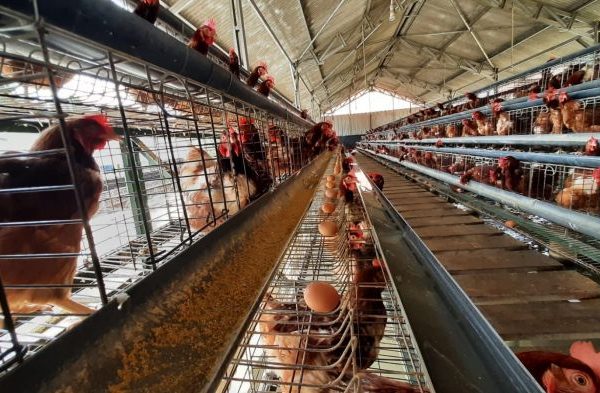 Ternak ayam petelur di Syamtalira Bayu, Aceh Utara