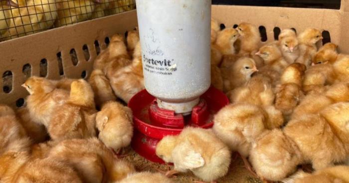 Jeritan Peternak Ayam di Pati Direspon Perusahaan Penyedia DOC, Pasokan ... Ayam ternak di Jakenan, Pati