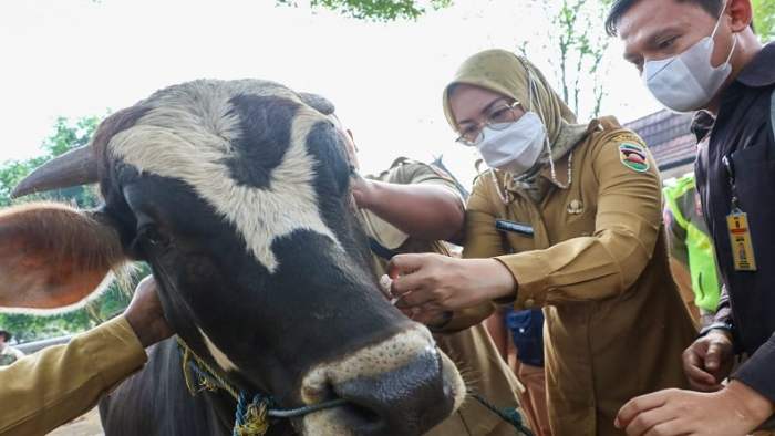 Cegah Penularan Antraks, 1.850 Hewan Ternak di Purwakarta Divaksin Ayam ternak di Pondoksalam, Purwakarta