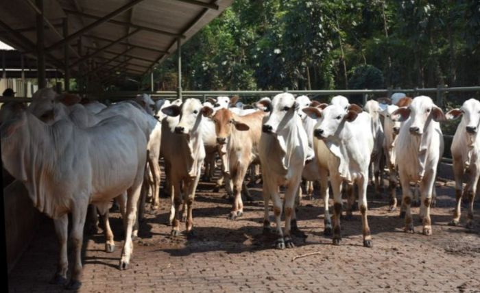 Daging kambing di Jampang Tengah, Sukabumi