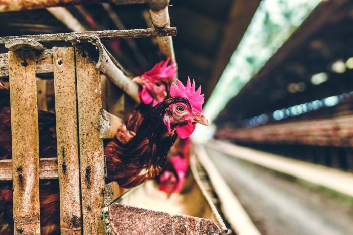 Ayam Petelur Indonesia Hasilkan 180 Telur Setahun - Agrimag Ayam Petelur Indonesia Hasilkan 180 Telur Setahun - Agrimag