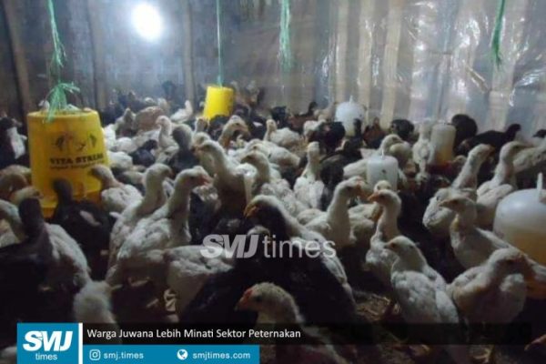 Peternakan ayam kampung di Juwana, Pati