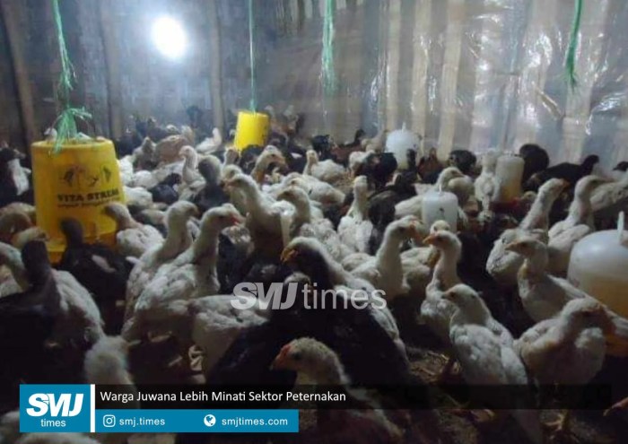 Peternak ayam kampung dan bangkok area bojonegoro dan sekitarnya | Facebook Peternakan ayam kampung di Juwana, Pati