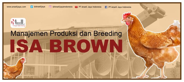 Gambar ayam hitam putih untuk di warna - Amanda Mack Ayam layer di Air Hitam, Kabupaten Sarolangun