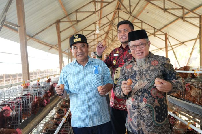 Ternak ayam petelur di Tompobulu, Gowa