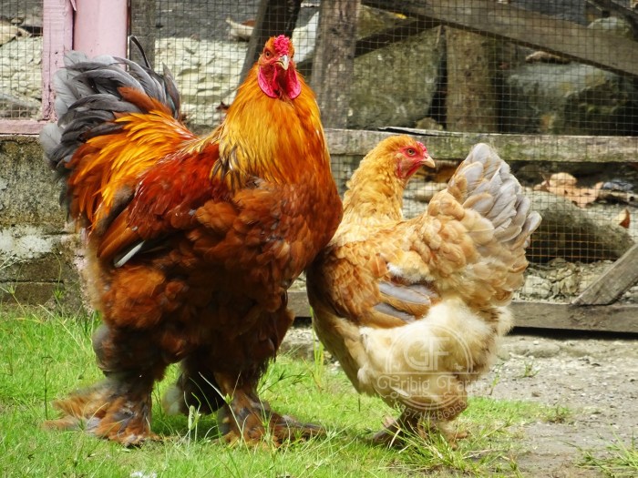 Jenis Ayam Brahma Populer 2023 - Gribig.id Ayam merah petelur di Kaligesing, Purworejo