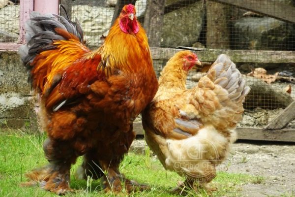 Ayam merah petelur di Sambirejo, Sragen