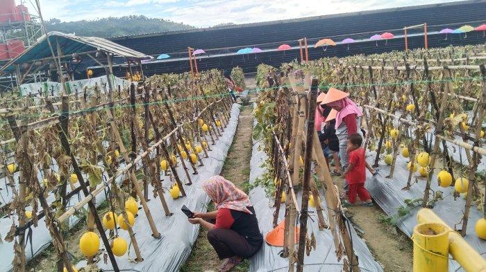 Ayam ternak di Wangon, Banyumas