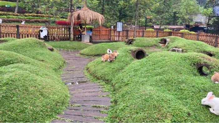 Anak kelinci di Singgahan, Tuban