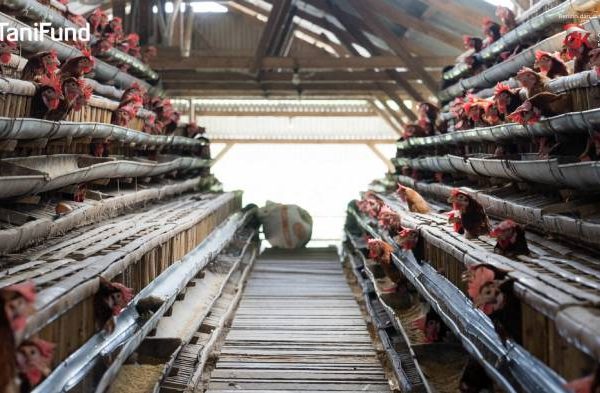 Budidaya ayam di Melinting, Lampung Timur