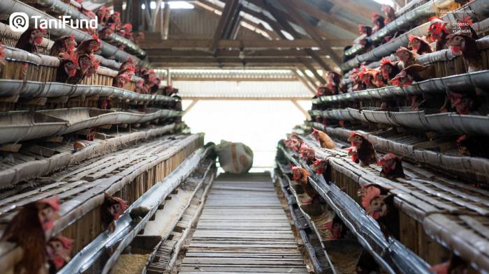 Budidaya ayam di Bukit Kemuning, Lampung Utara