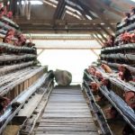 Budidaya Ayam Kampung Modal Kecil Cocok Bagi Pemula - Gusvira Jaya