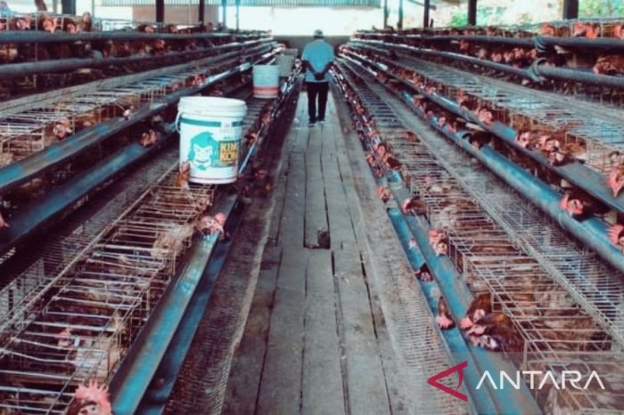 BRIDA Biak ciptakan inovasi pakan ternak ayam petelur lokal - ANTARA ... Ternak ayam petelur di Biak Utara, Kab. Biak Numfor