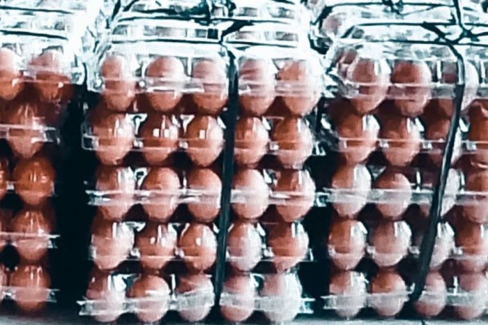 Pelaku usaha Biak perlu produksi pakan ternak ayam petelur - ANTARA ...