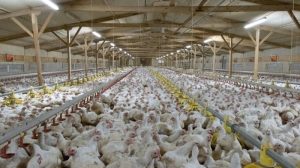 Ayam Cepat Besar di Bancak, Semarang Untuk Peternak Sukses