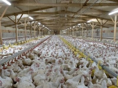 Ayam Cepat Besar di Bancak, Semarang